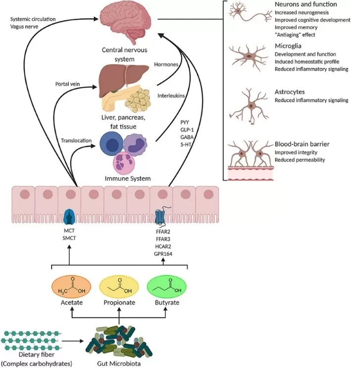 Potential pathways through which SCFAs influence gut-brain communication Potential pathways through which SCFAs influence gut-brain communication
